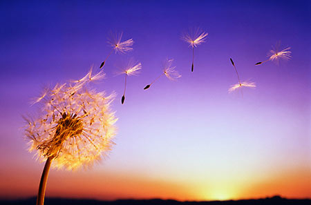 Goi-mua-thu-ve-117275-1