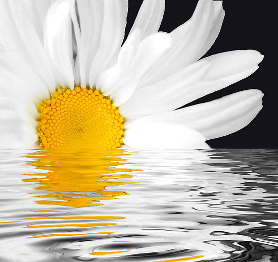 1790626-2-daisy-dawning