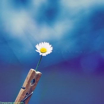 Chuc-mung-ngay-8-3-Dangquangcao.com.vn-02