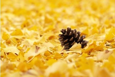 anh-la-mua-thu-trong-em-175d65