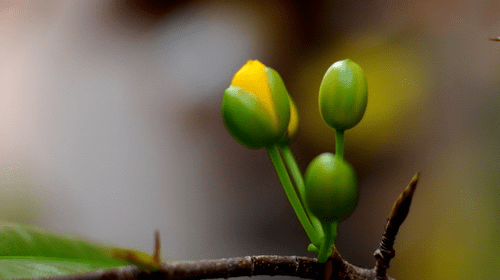 ngam-hoa-mai-vang-no-120-canh-2