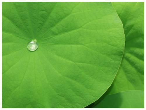 Leaf-photobucket-com