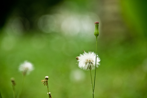 2953865605_acc8fa56b5