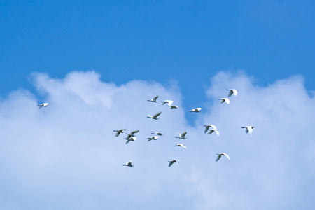 canh-dep-dong-thap-2