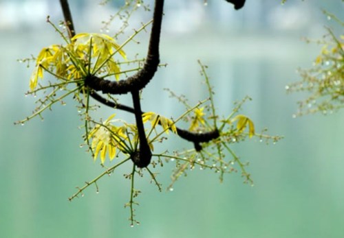 1366868684_mua thang tu