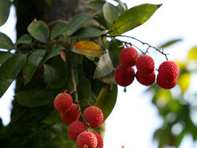 210597066617-cay-Ph-tr