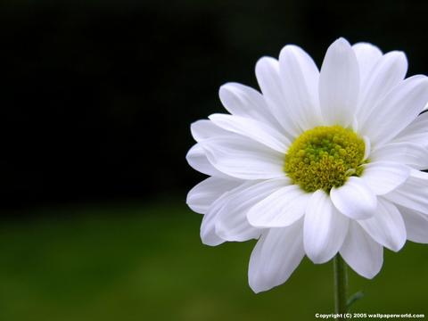 Ban-mai-binh-yen_Tin180.com_001