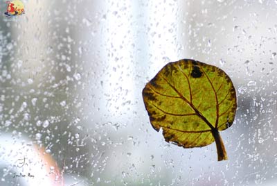 mua-don-gian-chi-la-mua