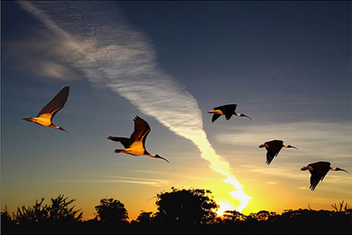 cánh chim và mặt trời