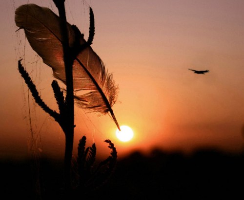 15-buc-anh-thu-vi-ve-loai-chim