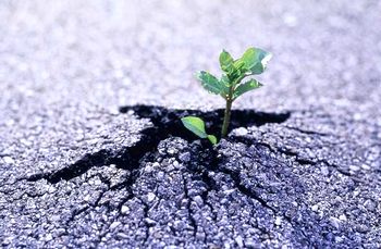 images1136391_Picture1X