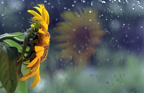 20061103131656_rain53724