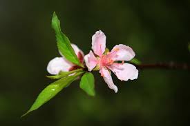 Hai Bờ Đường Xanh Cỏ