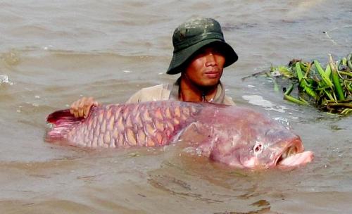 ca-ho-quocte-giaoduc.net.vn3