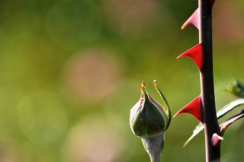 282750775_6333897153_1358183585