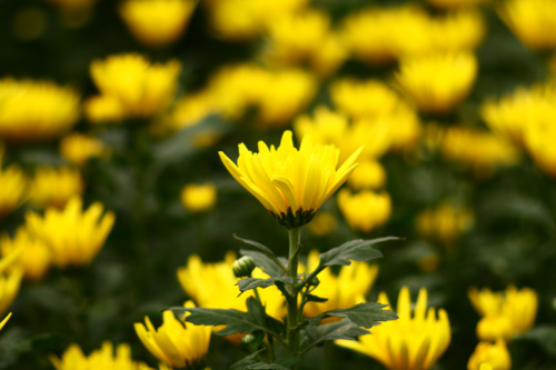 55287085-1269229534-7