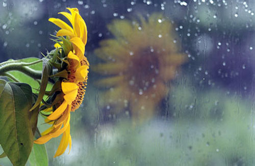 55361434-1299032998-chieu-mua-ky-niem-1