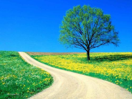 Flowers_-_Spring_Road