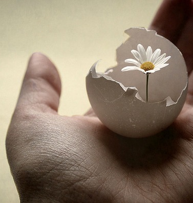 Ảnh sưu tầm trên internet