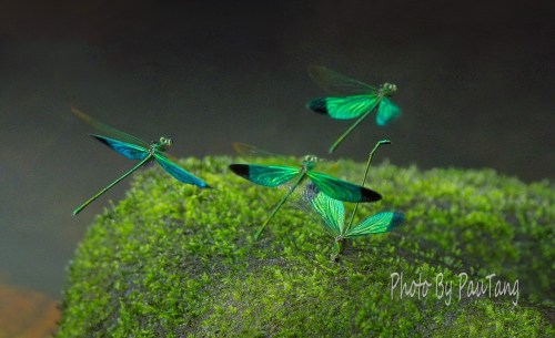 11942149_10204979325224475_4622233782862586499_o