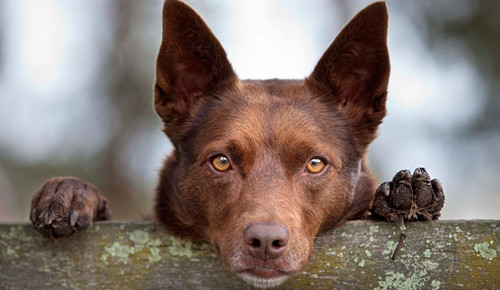 con-cho-xau-tinh-500x290