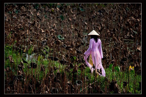 Ảnh sưu tầm trên internet