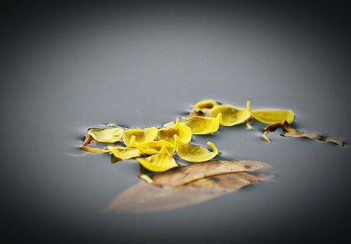 2961400221_20a80257b7